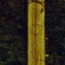 Night Light